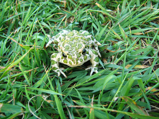beautiful little toad