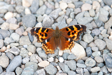 Schmetterling