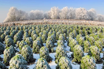 Poster kale field in holland in winter © dzain