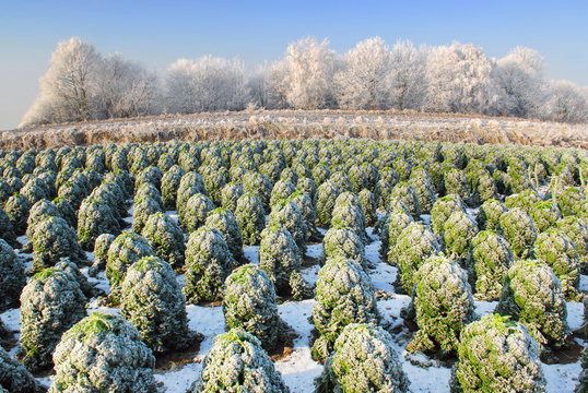 kale field in holland in winter