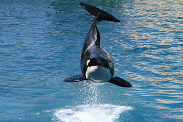 Killer whales © tuulimaa