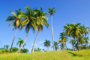 Fototapeta na wymiar palms on tropical island cuba