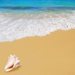 Fototapeta na wymiar shell on tropical beach on cuba