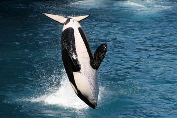 Killer whales