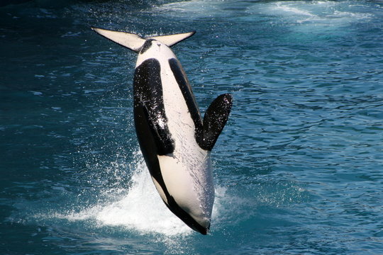 Killer whales
