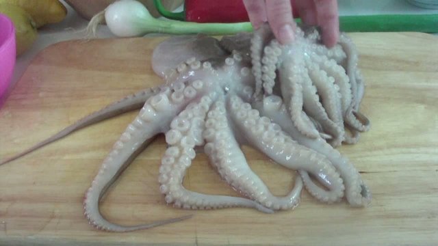 Octopus