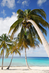 palms on the beach tropical island cuba