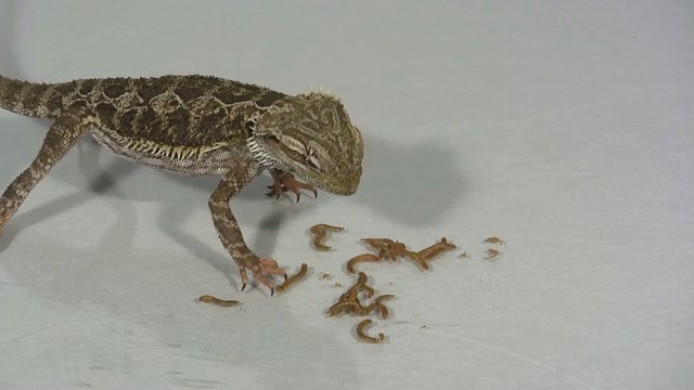 Bartagame beim Fressen