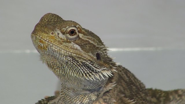 Bartagame beim Fressen