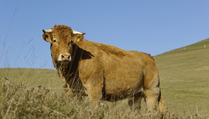 Vache
