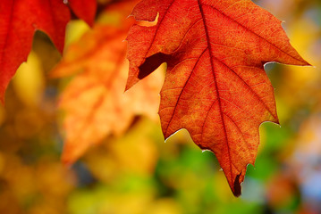 autumnleaves