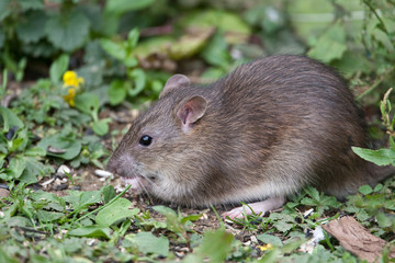 Wild Brown Rat