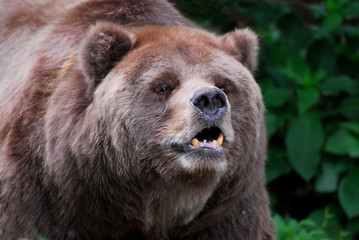 bear