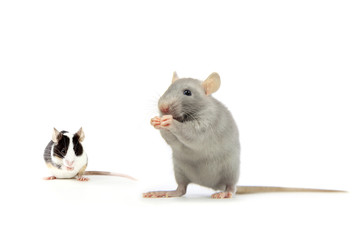 rat et souris
