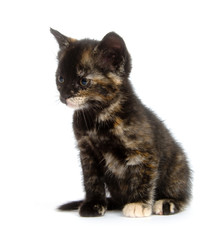 Multi color kitten on white