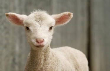 Obraz premium young lamb on the farm