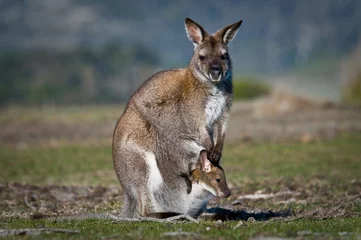 Crédence de cuisine en verre imprimé Kangourou kangourou et joey