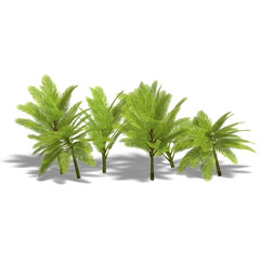 Obraz premium group of young palm trees