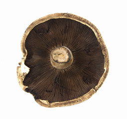 Underside of Portabello mushroom