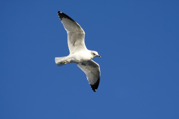 Ring Billed Gull