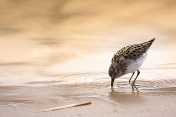 Least Sandpiper