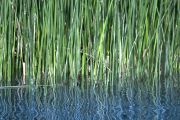 Common Reeds