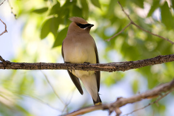Cedar Waxwing