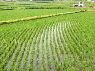 Naklejka premium Rice Paddies in Japan