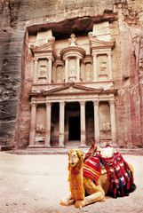 camel in front of treasury petra jordan - obrazy, fototapety, plakaty