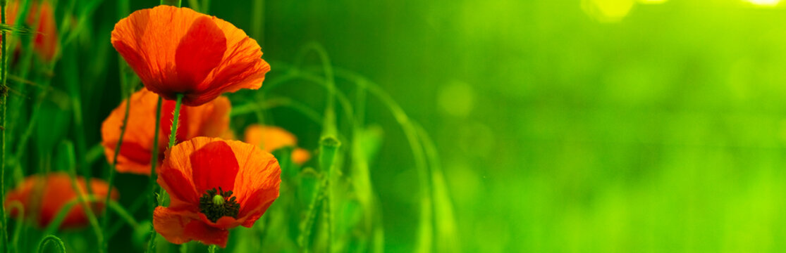 bandeau horizontal vert et fleur rouge - nature et coquelicot