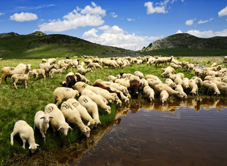 Sheep on the Bistra mountain drinking water on the glacier lake