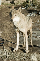 Wolf looking forward