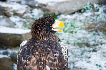 Eagle