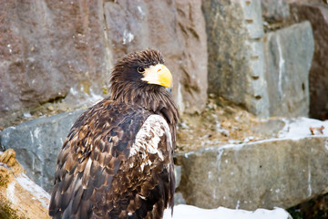Eagle