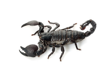 Emperor Scorpion © fivespots