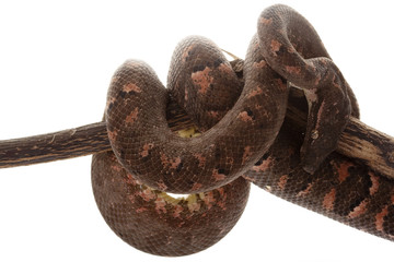 Solomon Island tree boa
