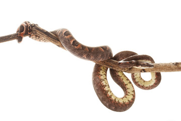 Solomon Island tree boa