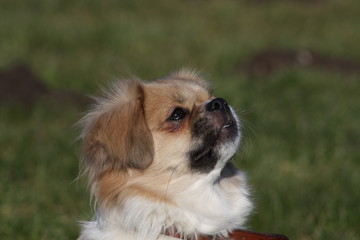 Tibet-Spaniel