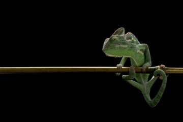 veiled chameleon © fivespots