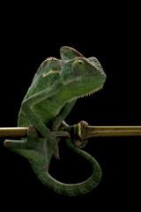 veiled chameleon © fivespots