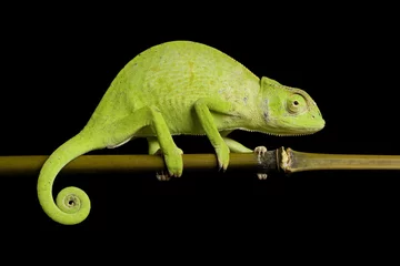 Printed kitchen splashbacks Chameleon Senegal chameleon