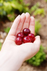 Hand offering freshly picked cherries with selective focus