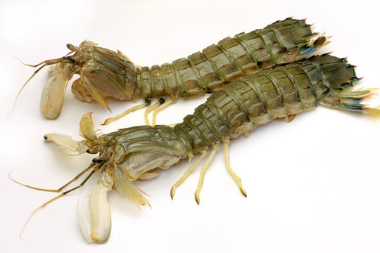 Japanese food（syako）