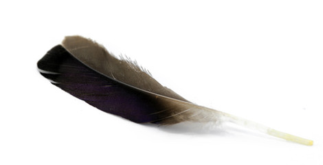 feather