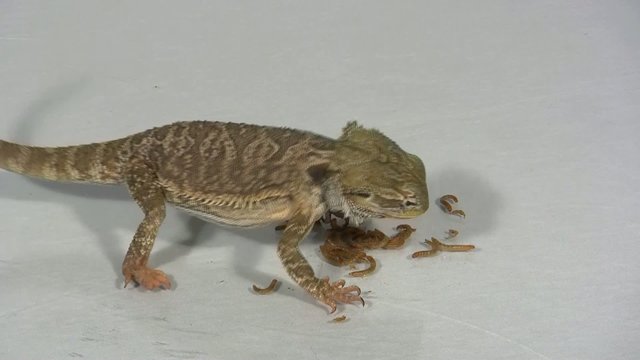 Bartagame beim Fressen