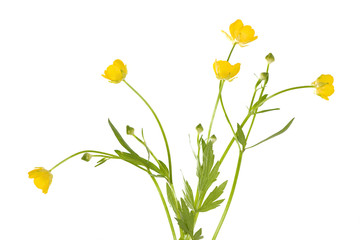 isolated buttercup flowers