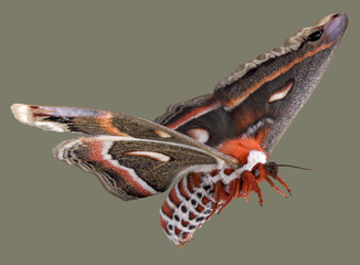Flying cecropia moth - obrazy, fototapety, plakaty
