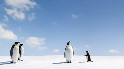 Cercles muraux Pingouin Rejection