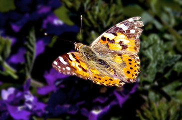 bunter Schmetterling
