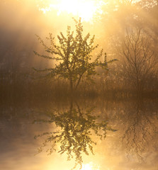 Misty lake